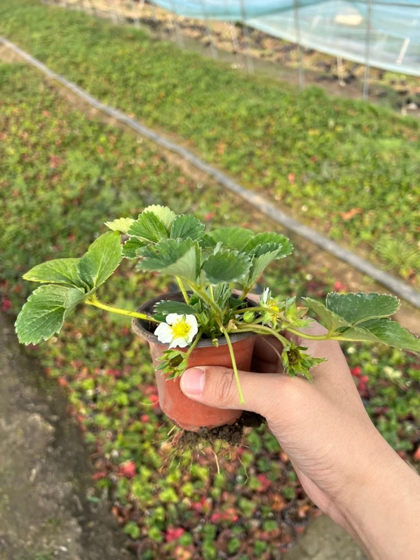 【5盆包邮＋20天开花】草莓苗奶油久香红颜苗子阳台盆栽四季结果种籽