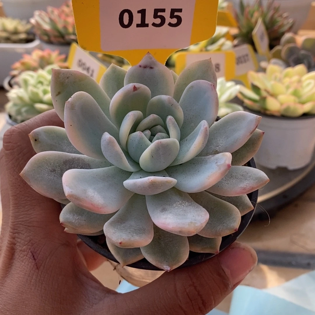 0155橙梦露哈哈哈哈