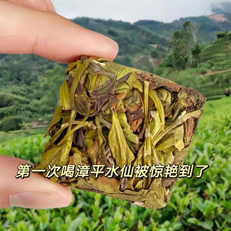 【漳平水仙】兰花香奶香鲜爽甘甜耐冲泡口粮茶福建漳平手工乌龙茶