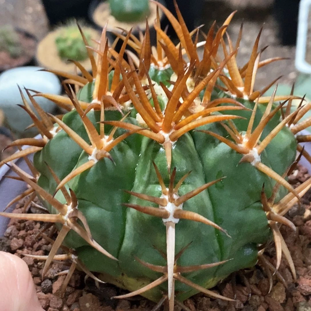 孤品实生特选株狂刺粗刺魔碧玉10cm