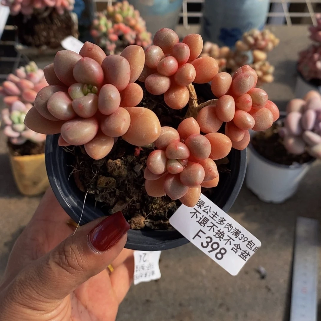 先锋派398/7cm有砍特