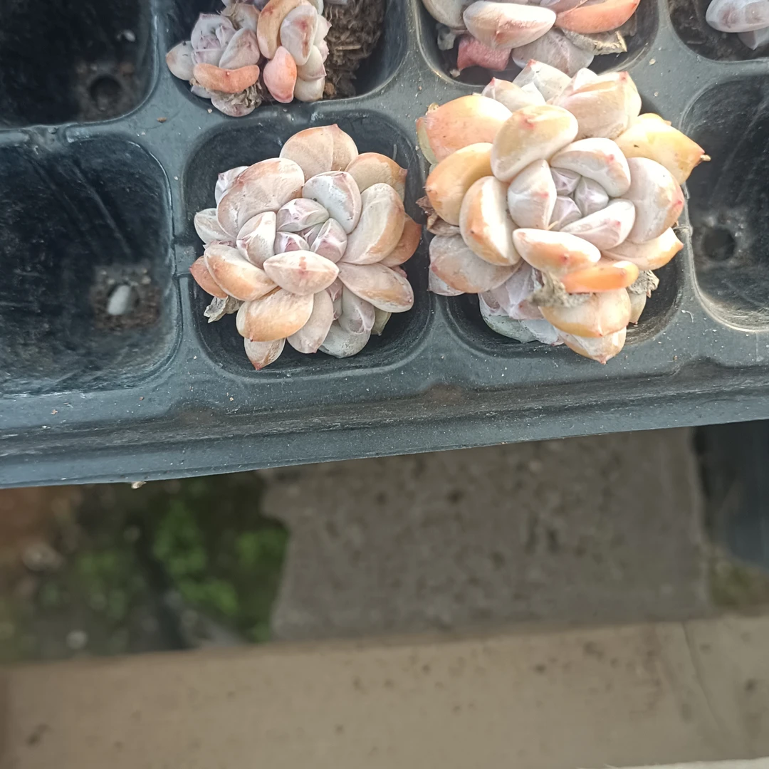星影穴盘苗棵多肉植物