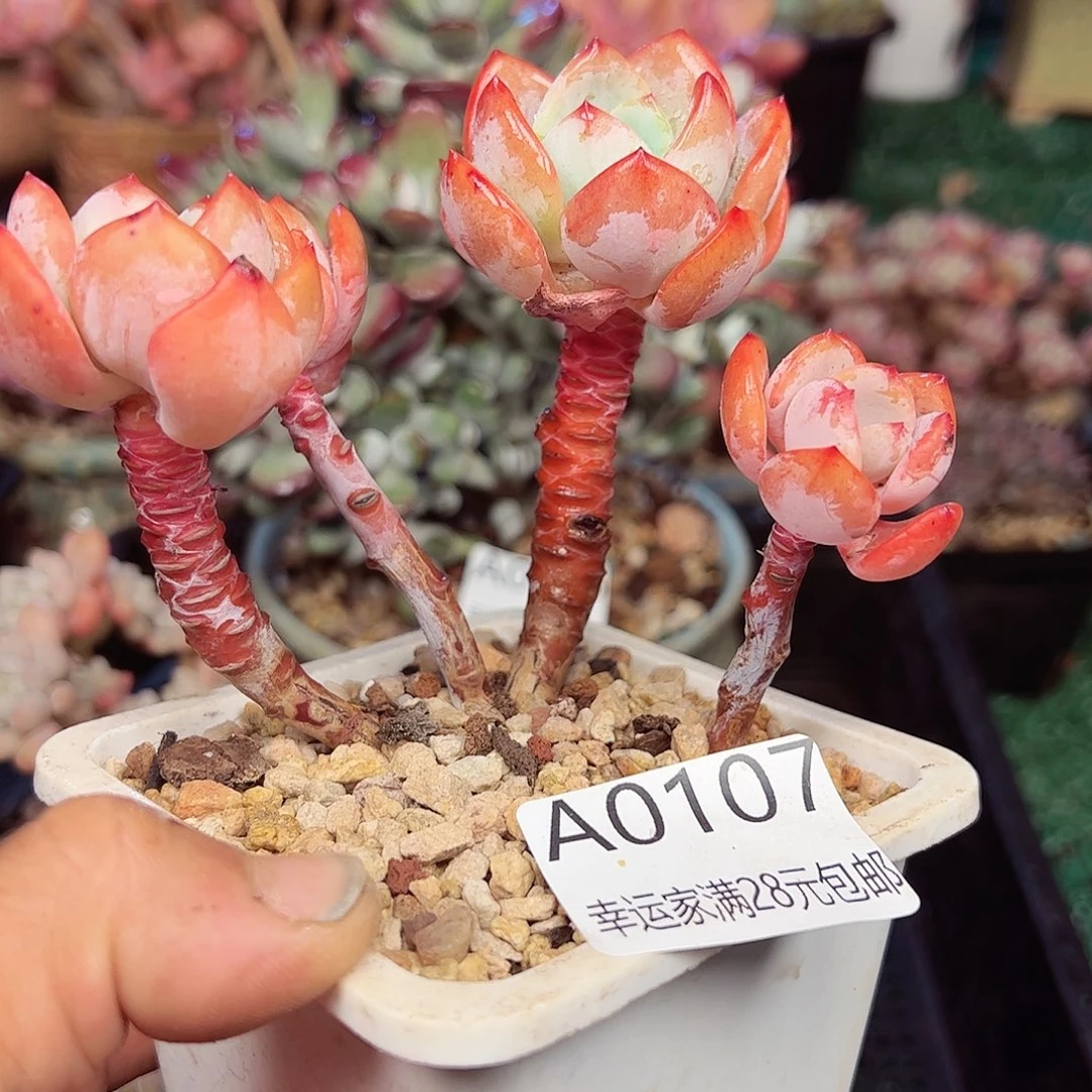 幸运的是我的朋友是