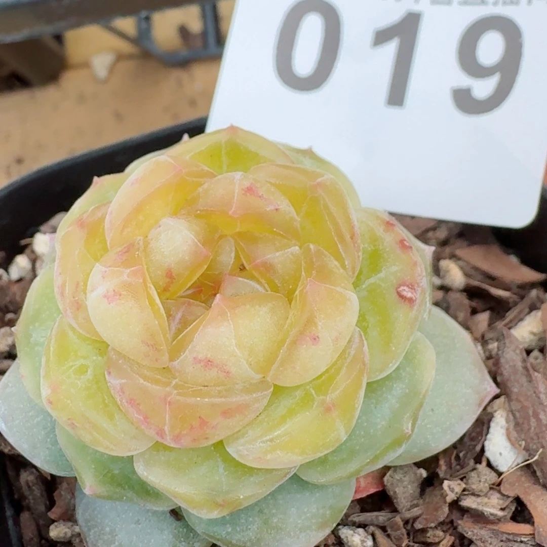 黄桃       多肉植物