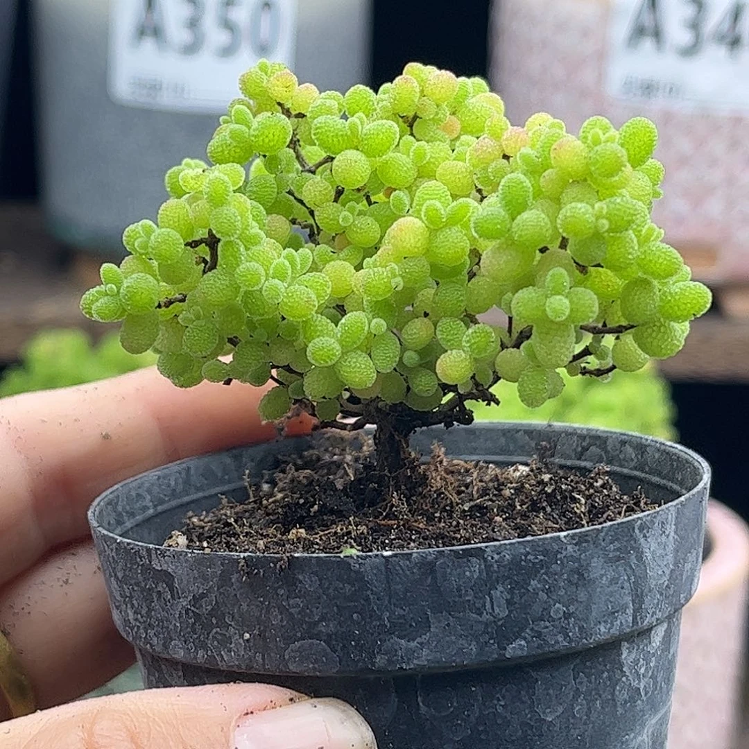 42蜜桔糖球优选枝干番杏