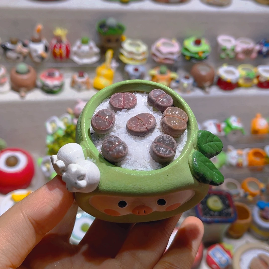 012高端多肉橄榄拼盘带盆土一套48