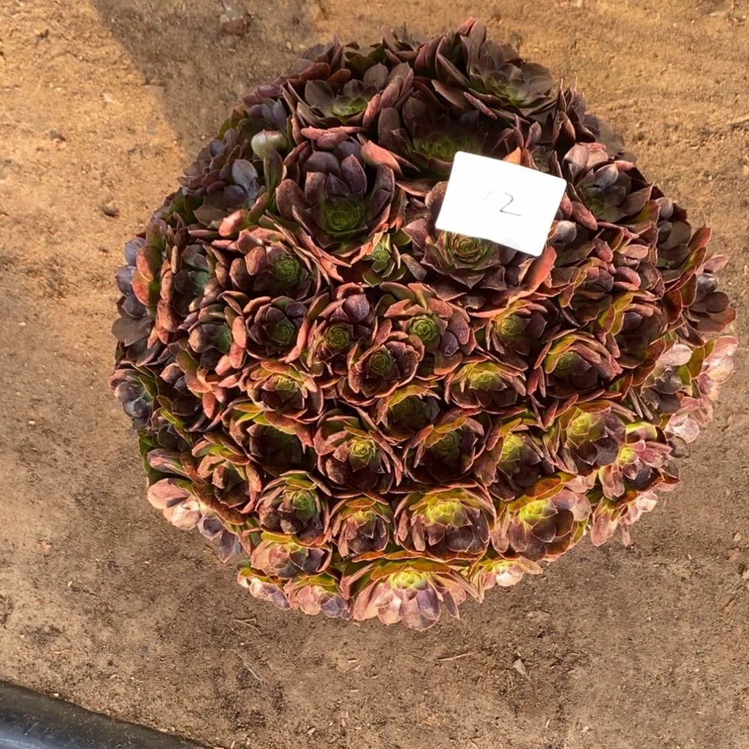 42号万圣节多肉1颗