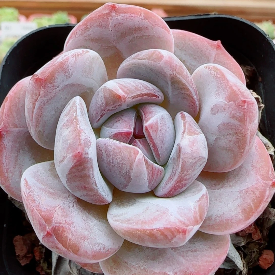 花语逸镜1008-113石榴籽阴影