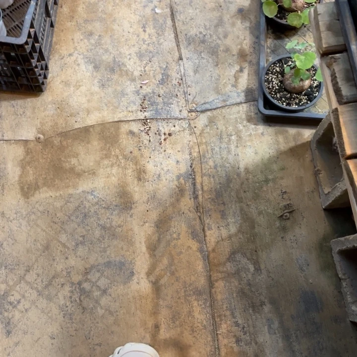 柒***寶多肉植物的生长发育与生长发育