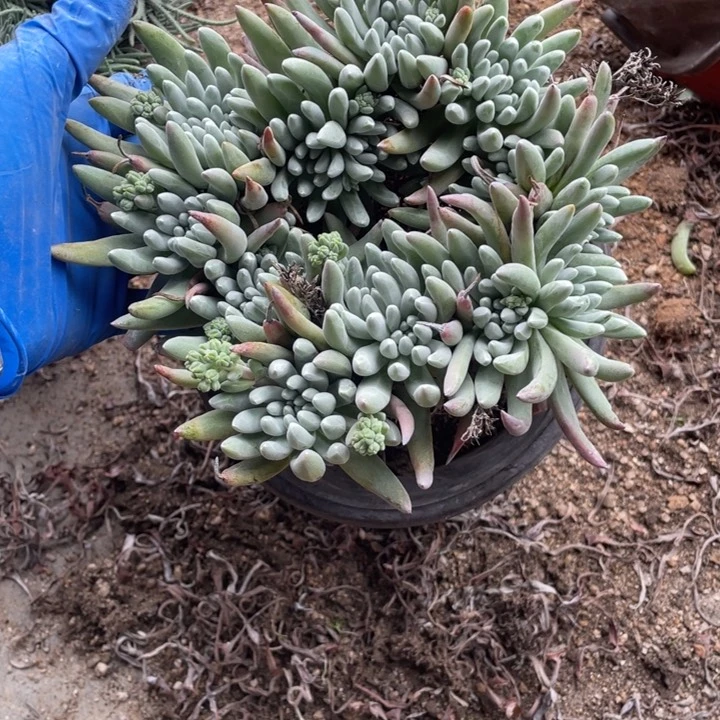 330号雪花多肉植物