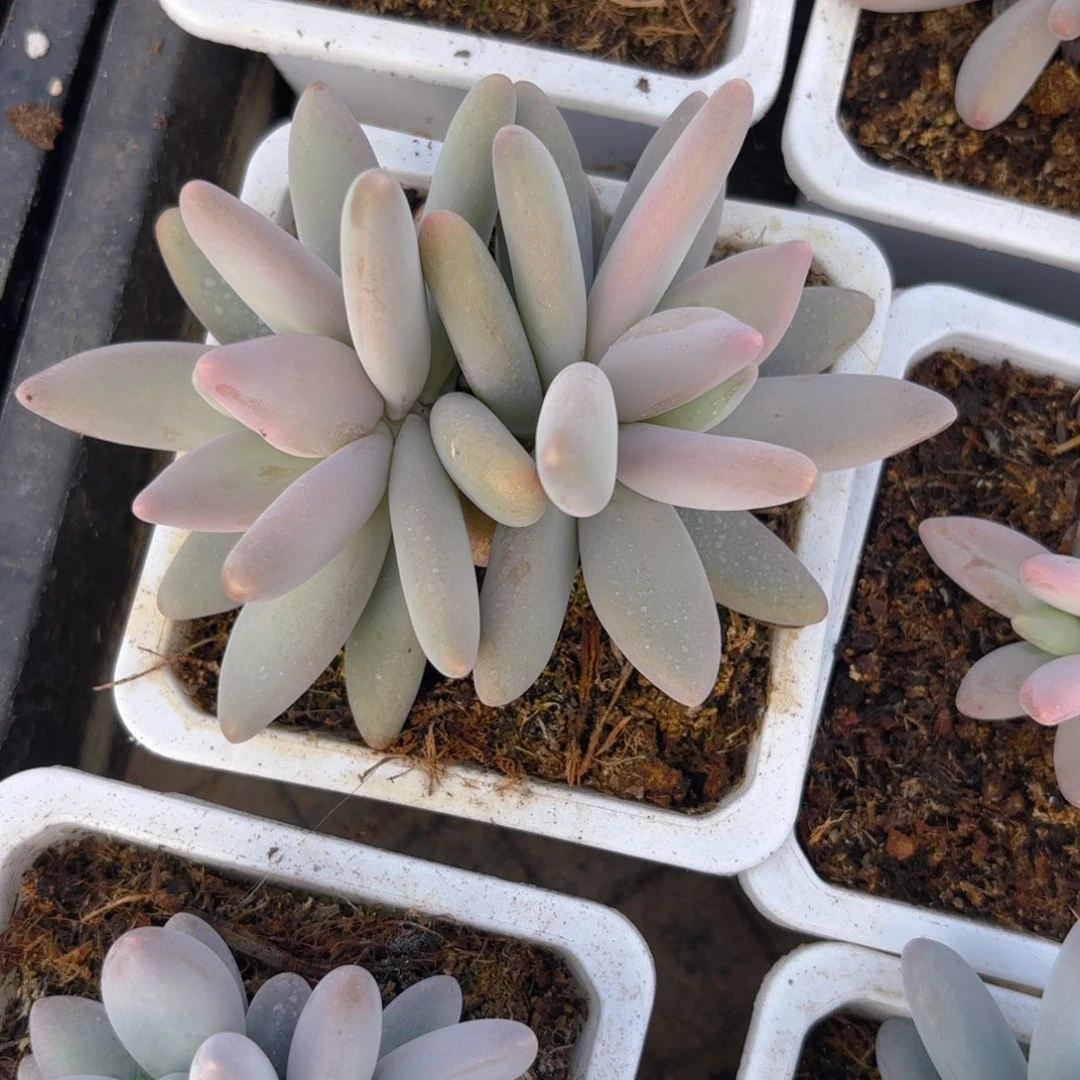 企鹅一物一拍发货