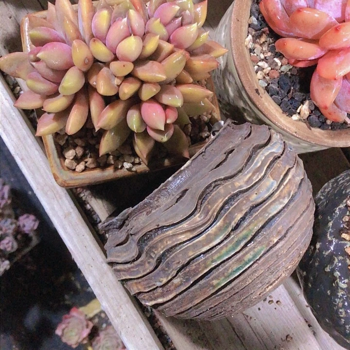 【闪购商品】莫***?莫子带盆