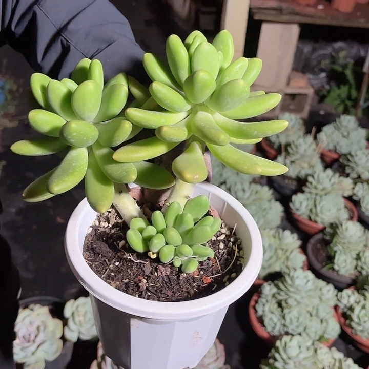 金蝉两头带崽多肉盆栽