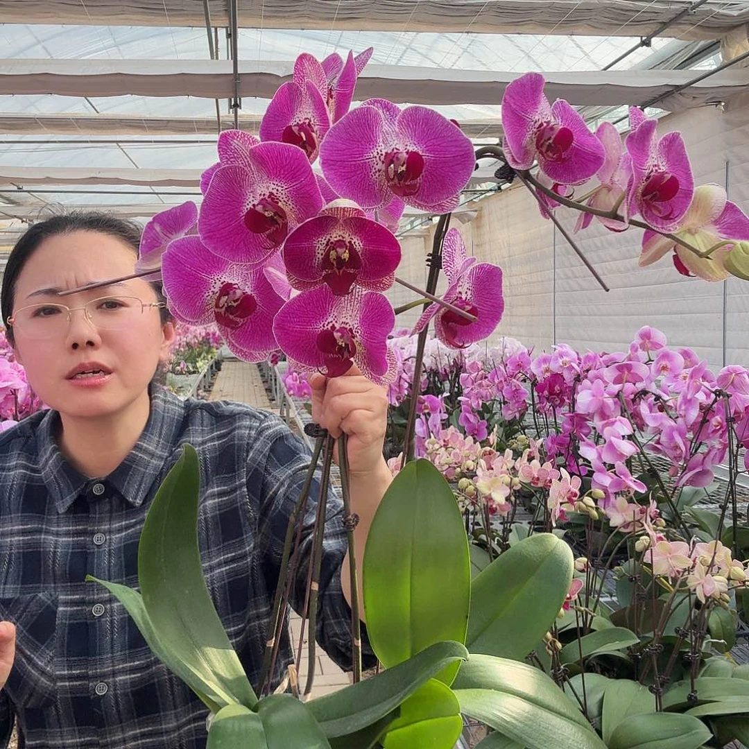 完全开放情人3号1颗