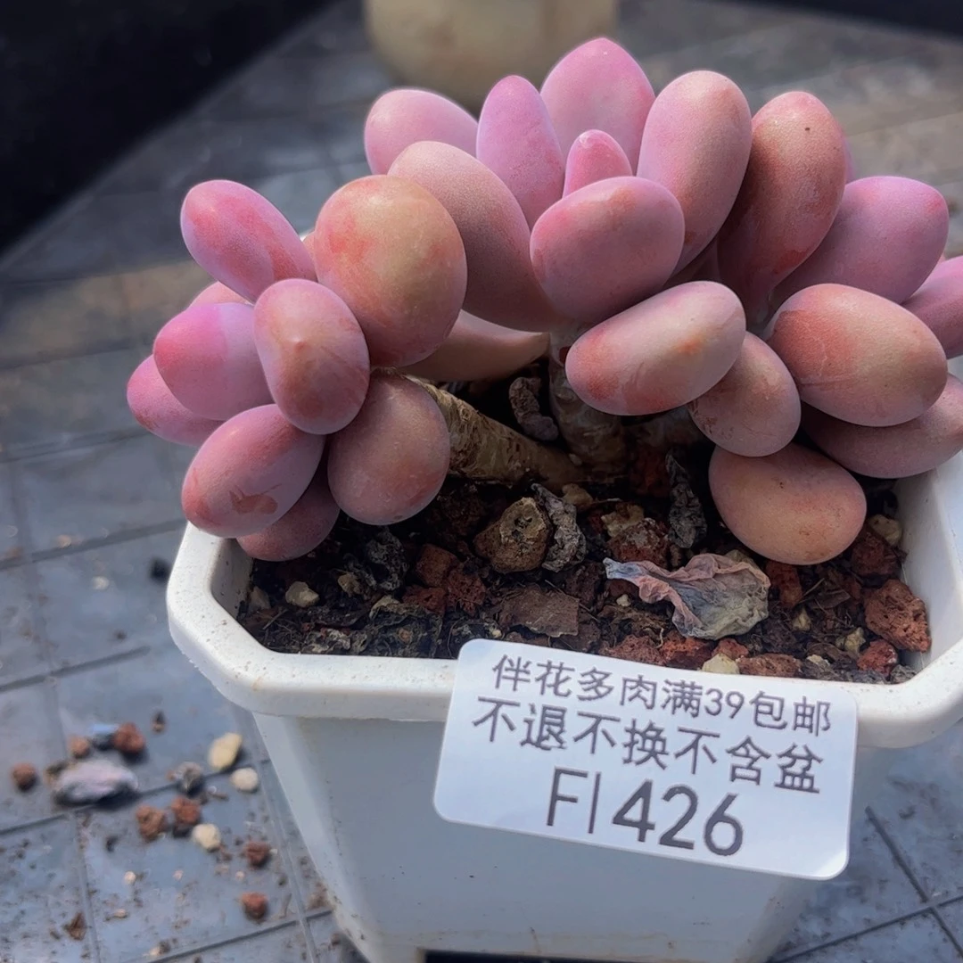 哇***哇426-腰子桃蛋多肉8cm