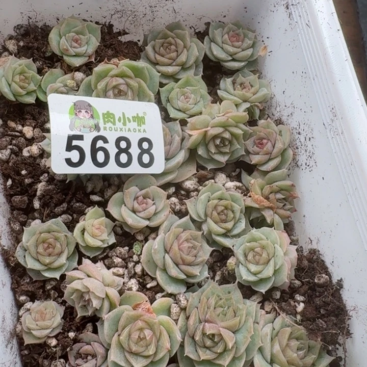 修****?多肉植物多肉植物