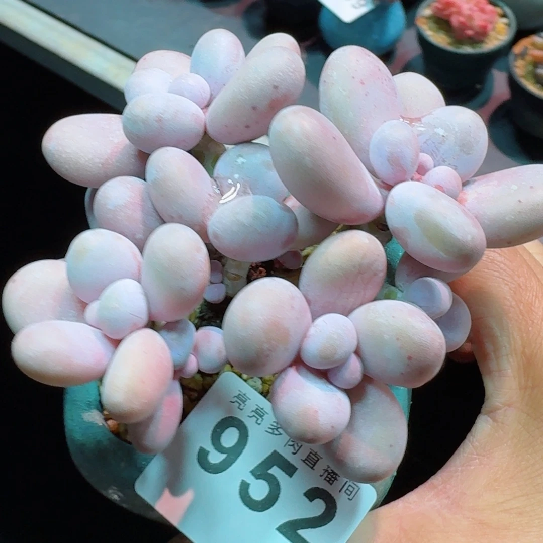 烟奶      愿你一路坦途，乘风破浪展宏图