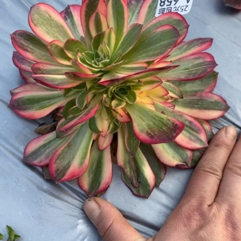 西**茶658黑魔锦带土球发货满25包邮多肉