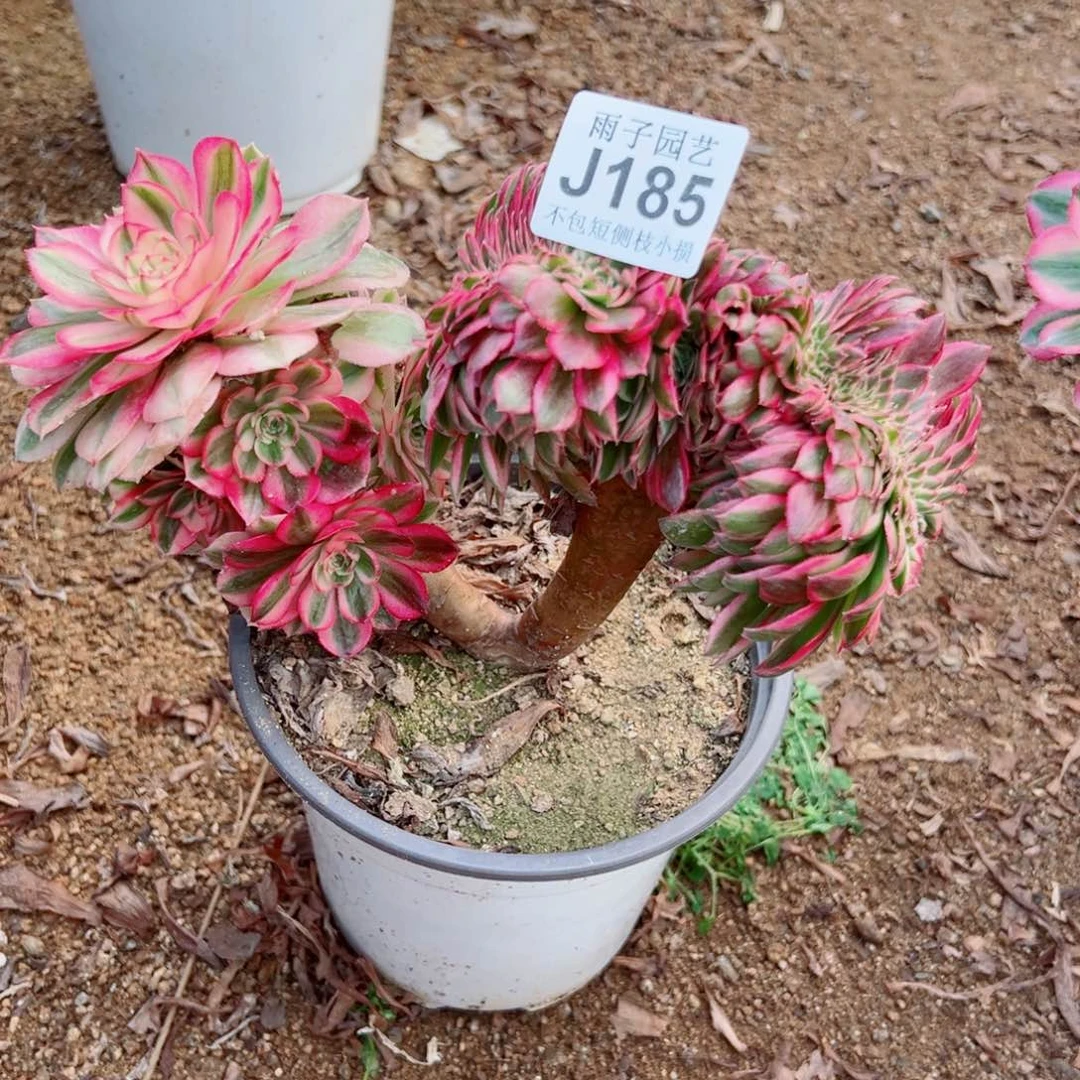 185倾城缀化20尺寸左右