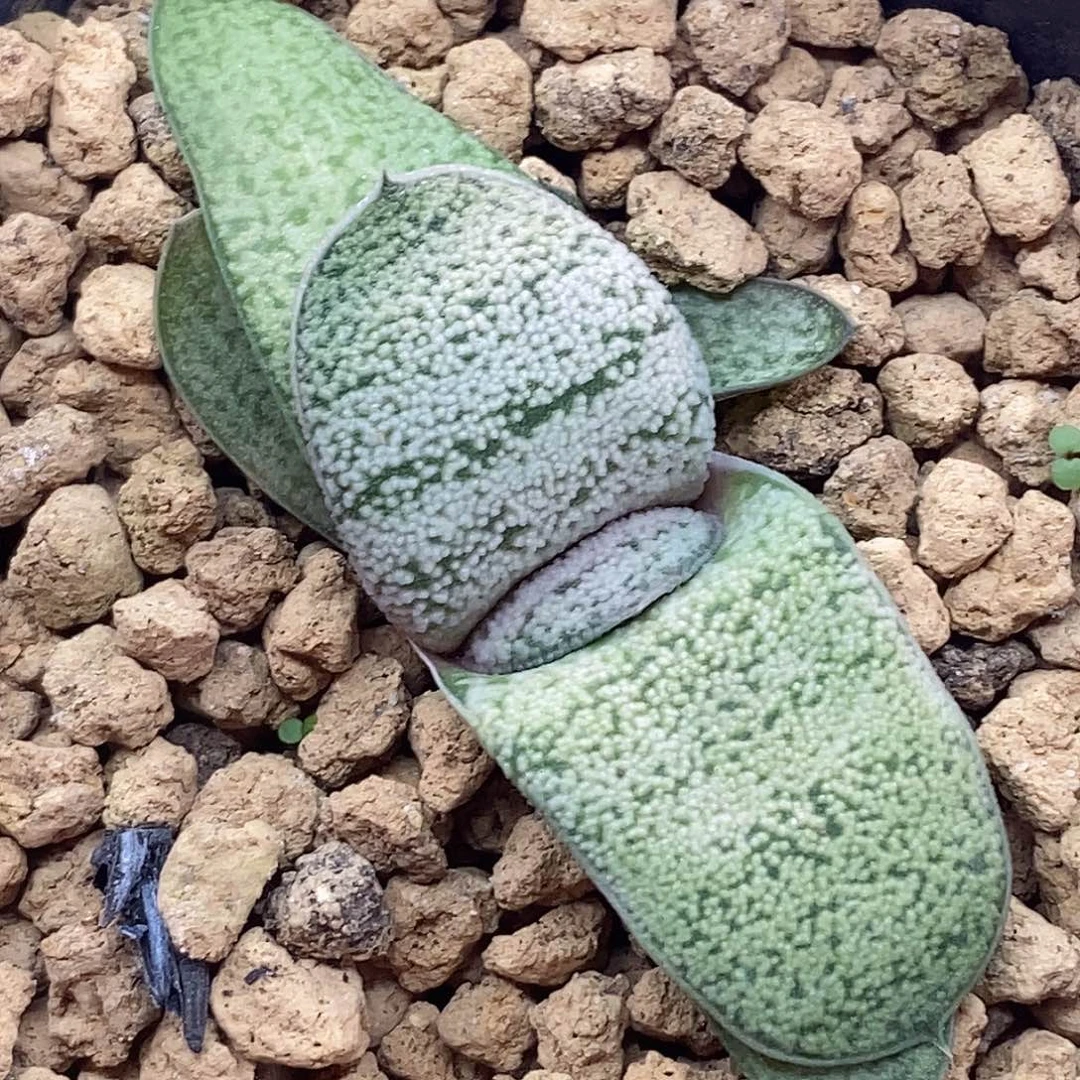 不带盆脱土裸根发货