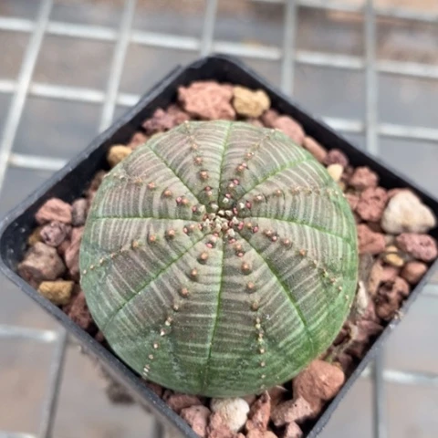 欧布单头4仙人球