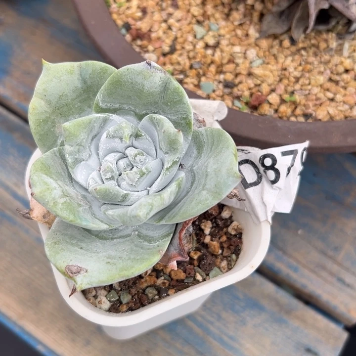 谢谢哥～一物一拍879