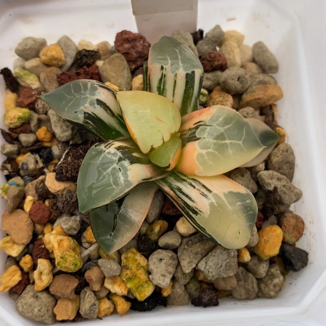 568号火凤凰克锦，