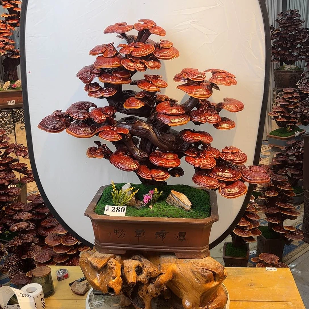 无花朵88888888888