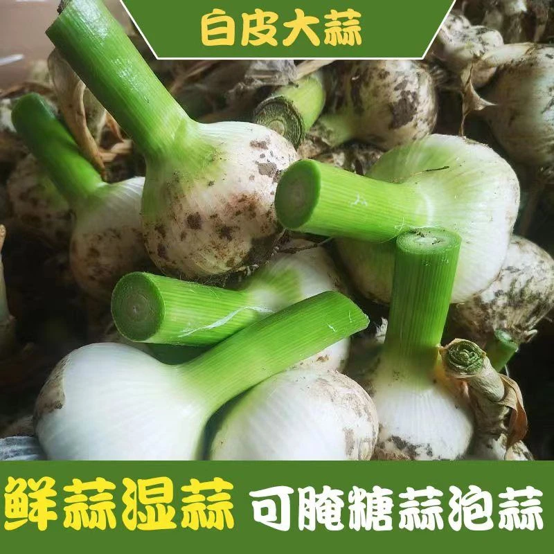 新鲜白皮鲜大蒜农家种植蔬菜批发零售当季白皮大蒜山东新鲜大蒜