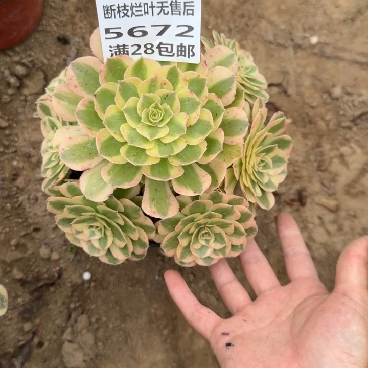 5672二号棚多肉植物B