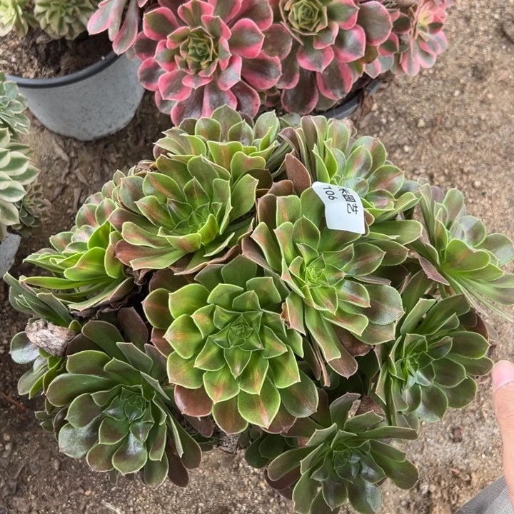 女妖中班多肉植物106