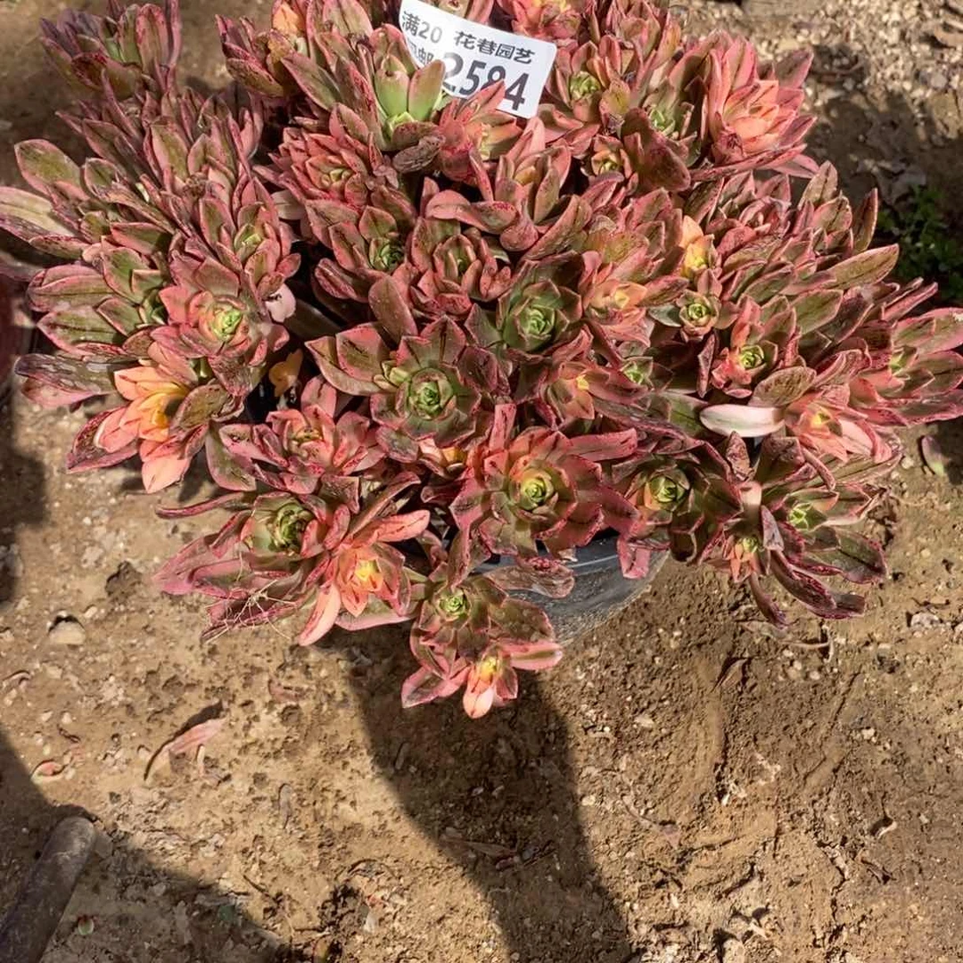 2584 多肉植物一物一拍