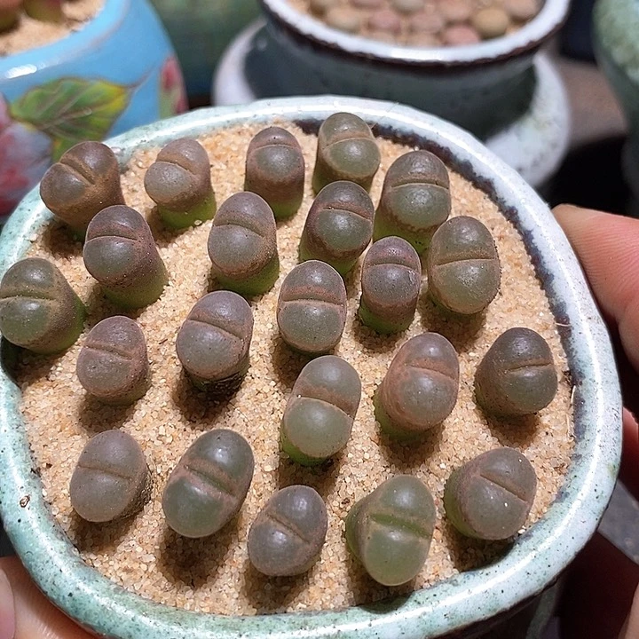 黑眼豆豆风铃一组两颗