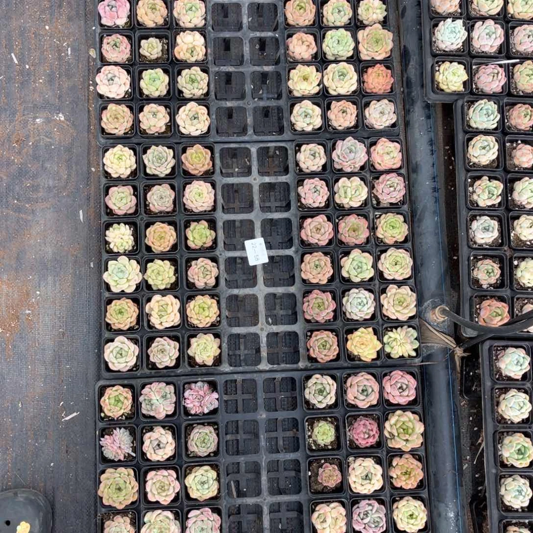 左4一物一拍22-58