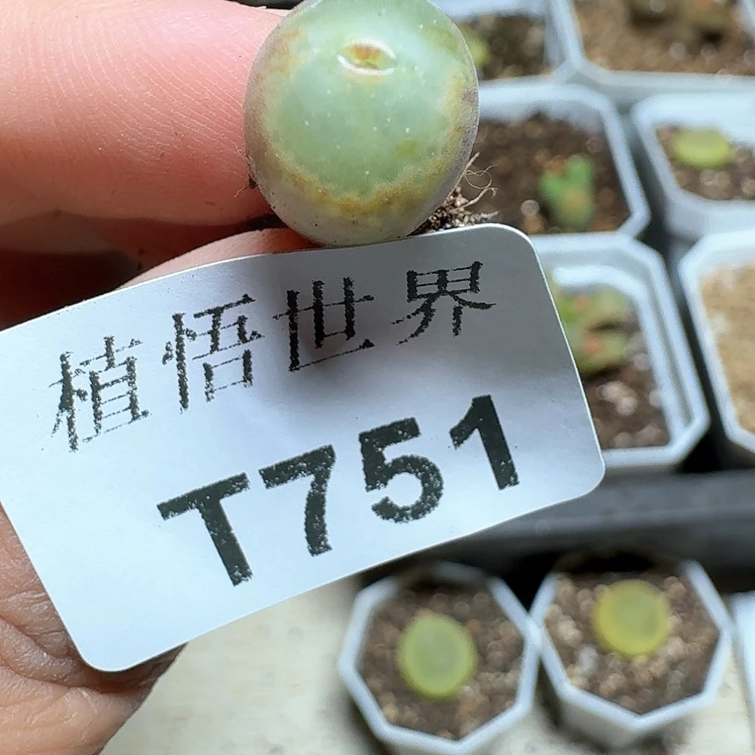 751盒多肉植物哇c c