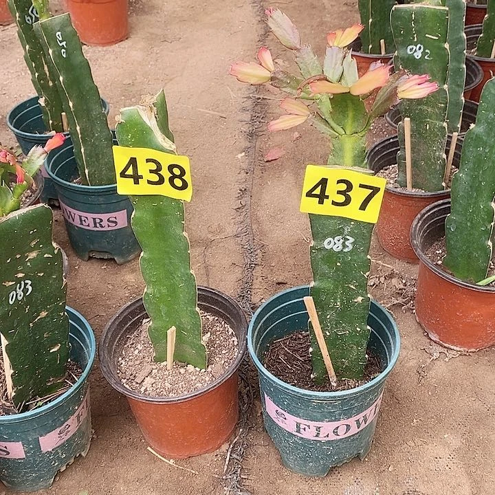 无花朵飞*083/437号➕三角柱