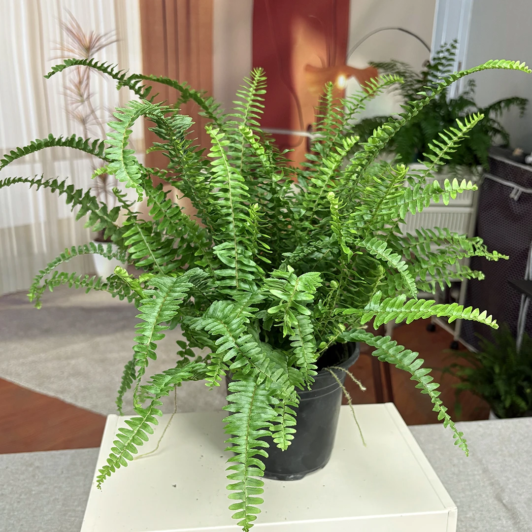 肾蕨盆栽排骨草室内绿植好养四季常绿净化空气