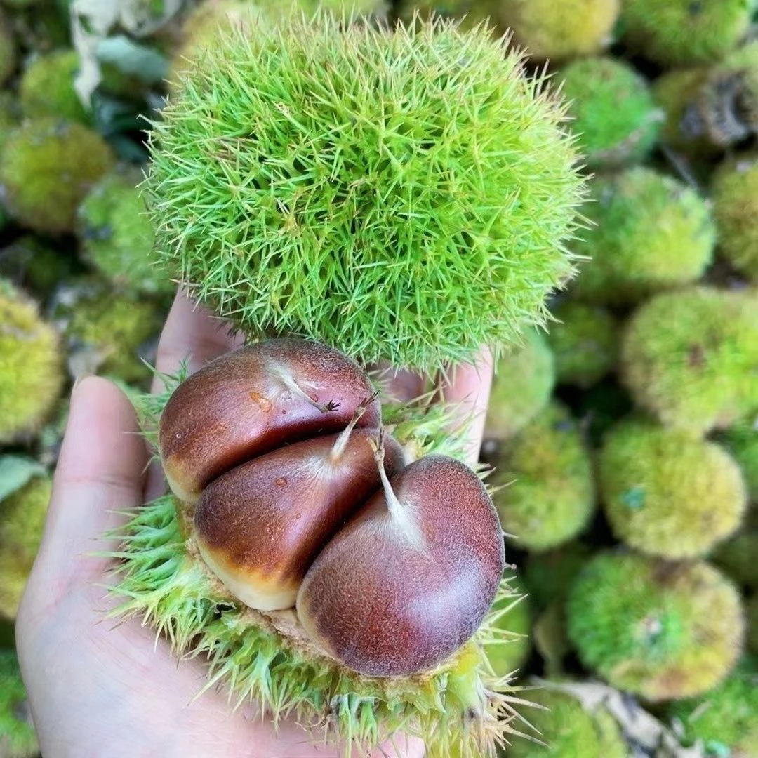 【头茬板栗刺球】云南2025年新鲜带刺球发货栗包毛球易剥内皮