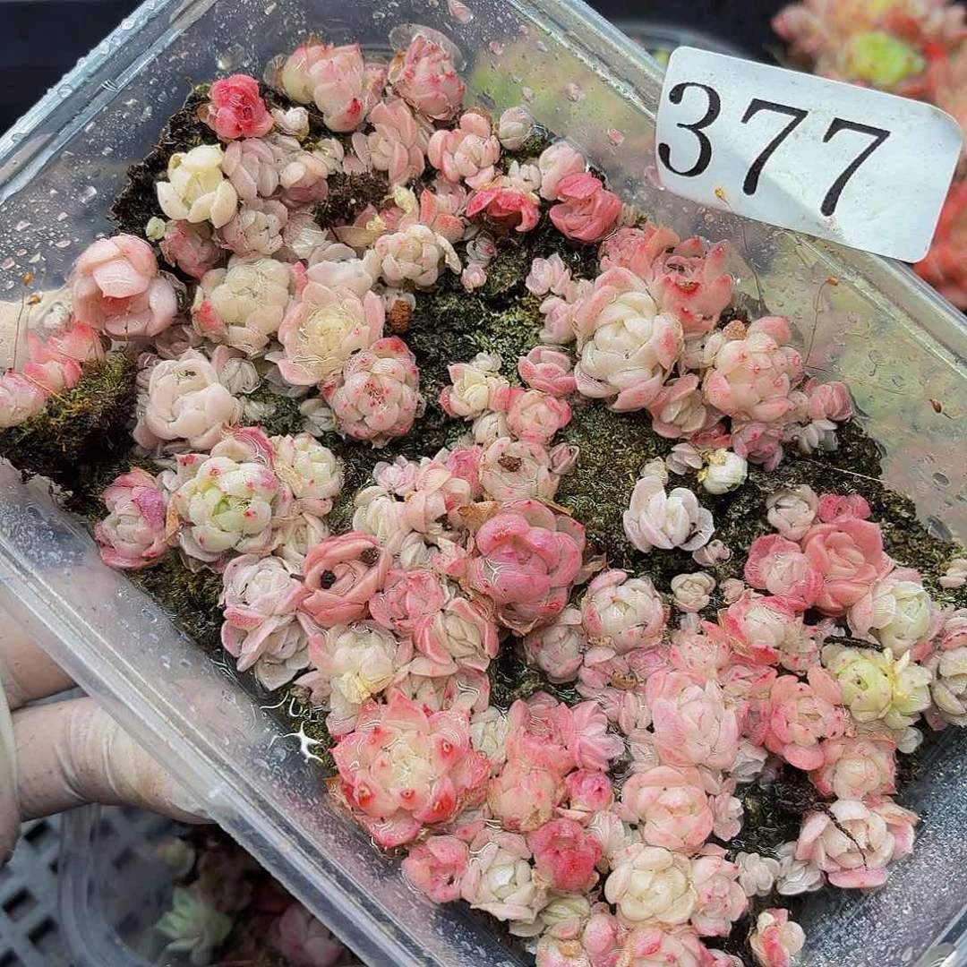 多肉植物多肉植物377