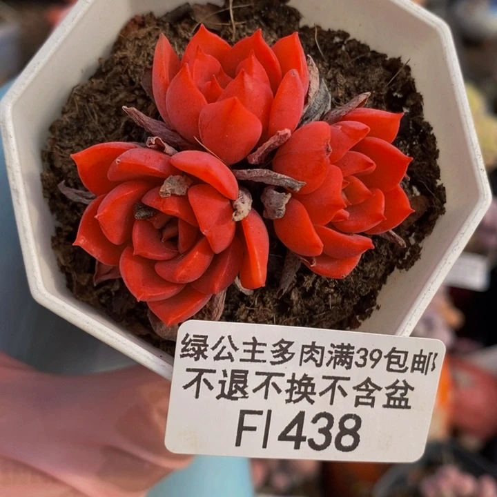 高贵5cm438多肉植物