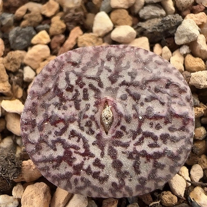 w191。    雪花安贞。   