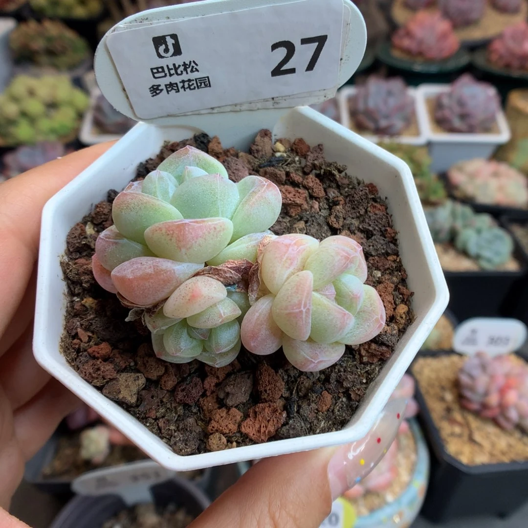 27三头冰玉多肉植物