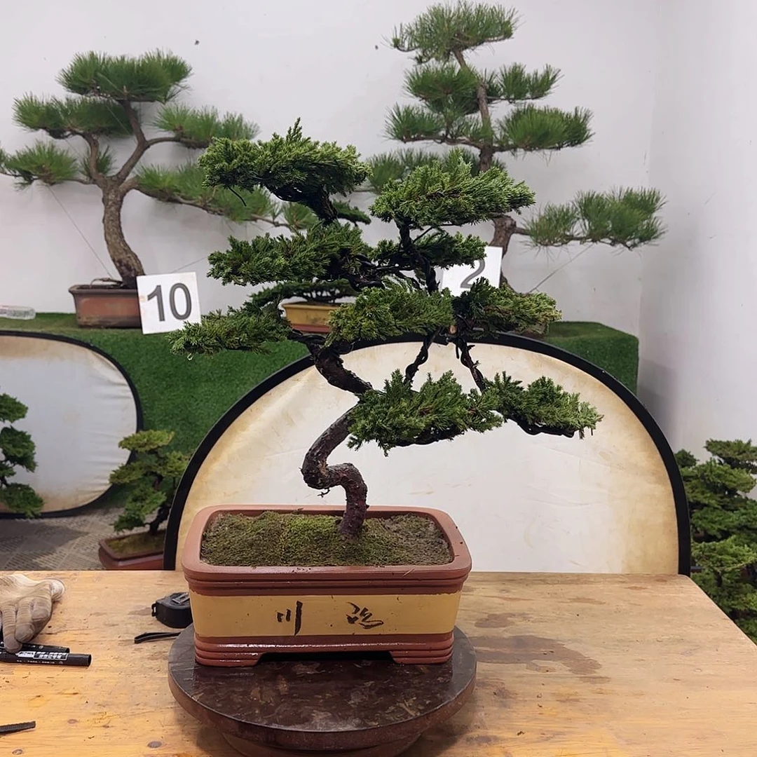 山**山盆景盆景配合盆景