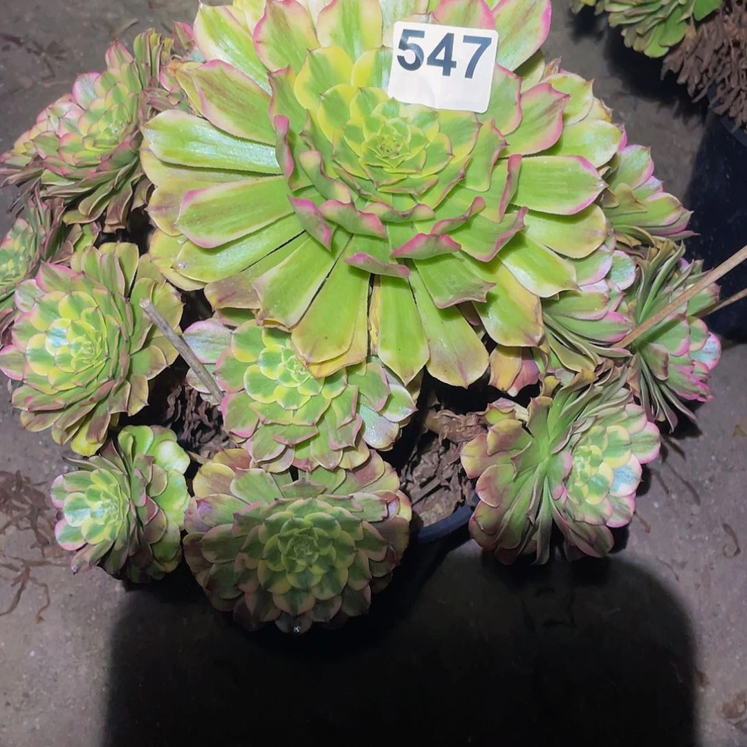 多肉法师547号沙皇发货不包损