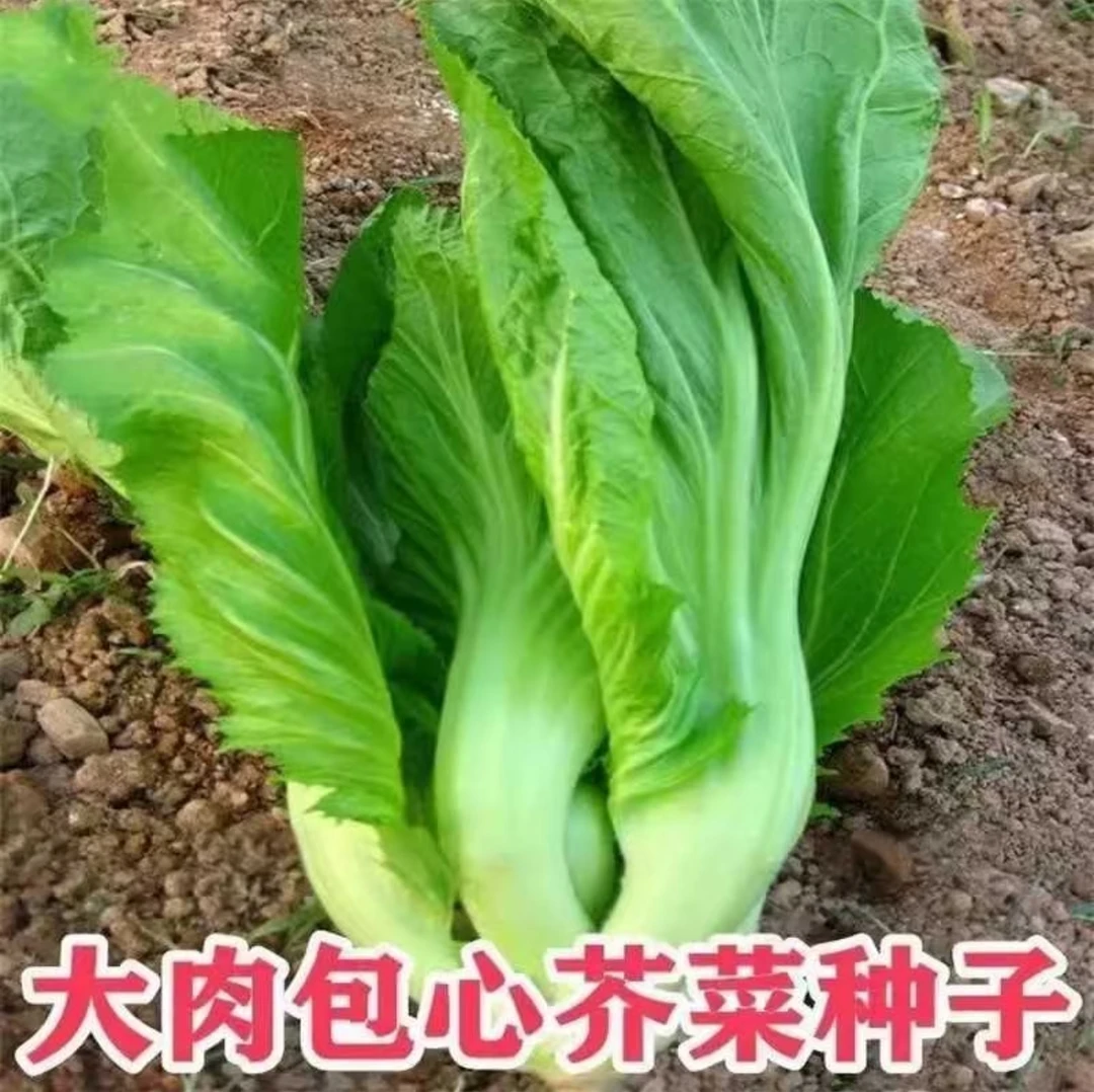 包心芥菜种子四季可种可腌制泡菜咸菜蔬菜种籽实现酸菜自由