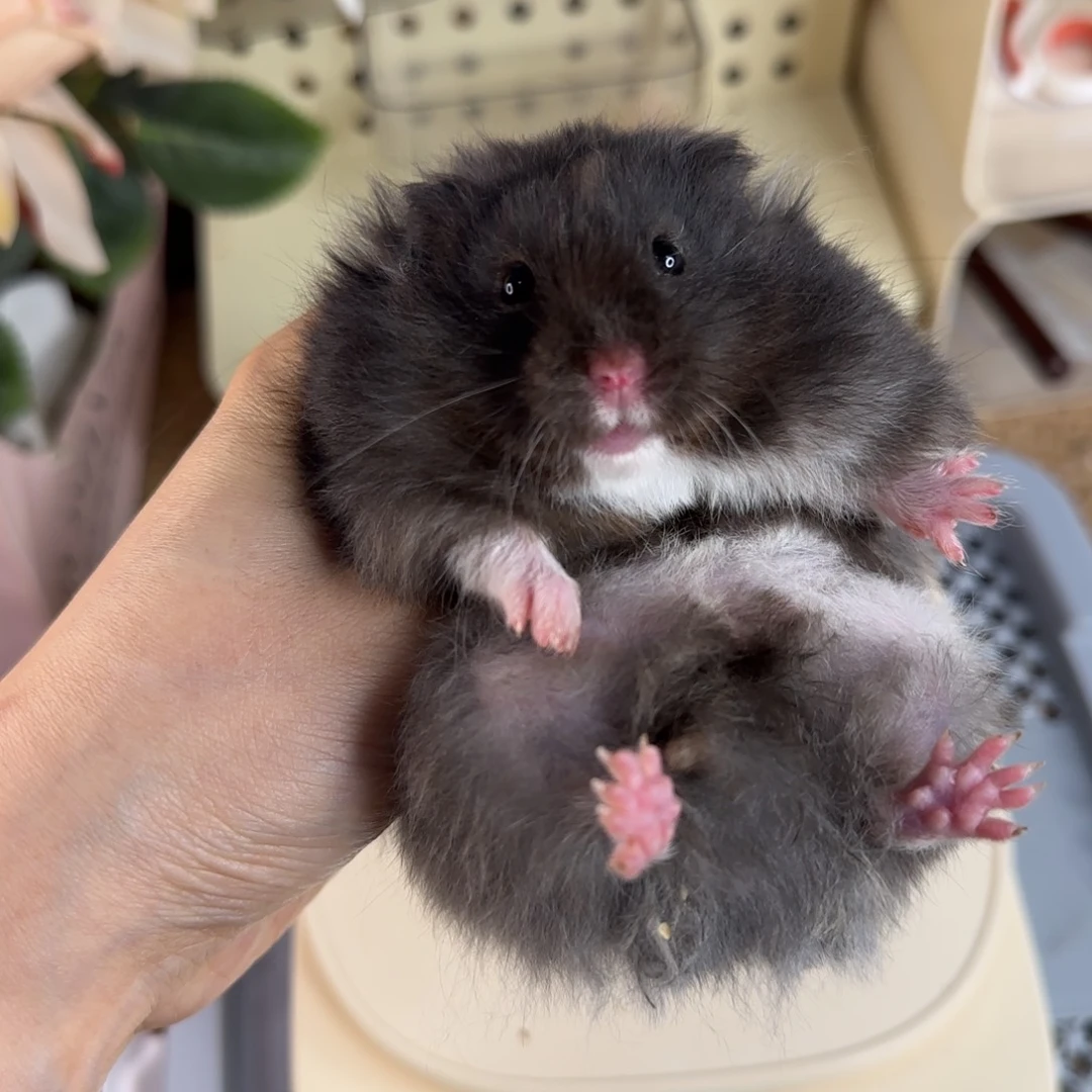 煤球妹妹142g7.21