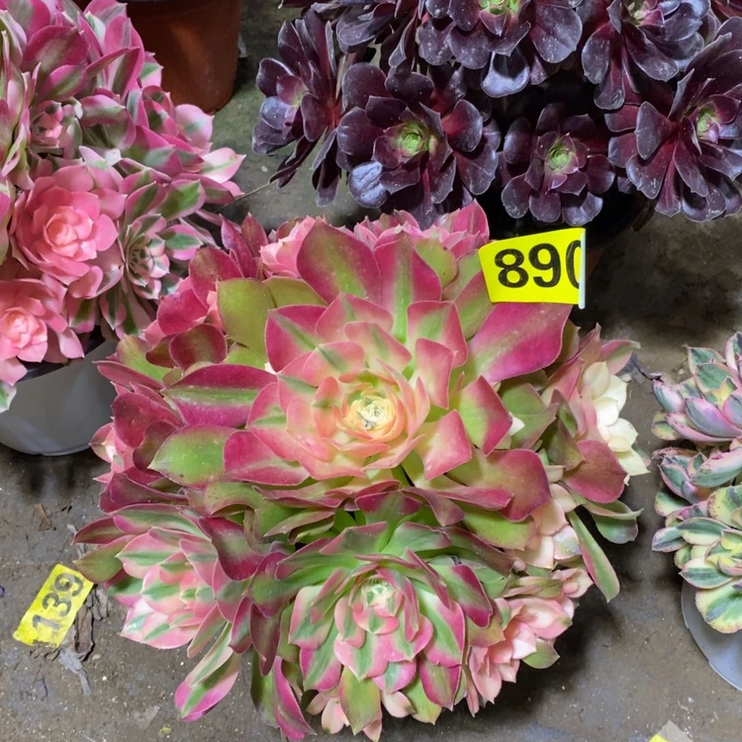 香妃多肉法师890