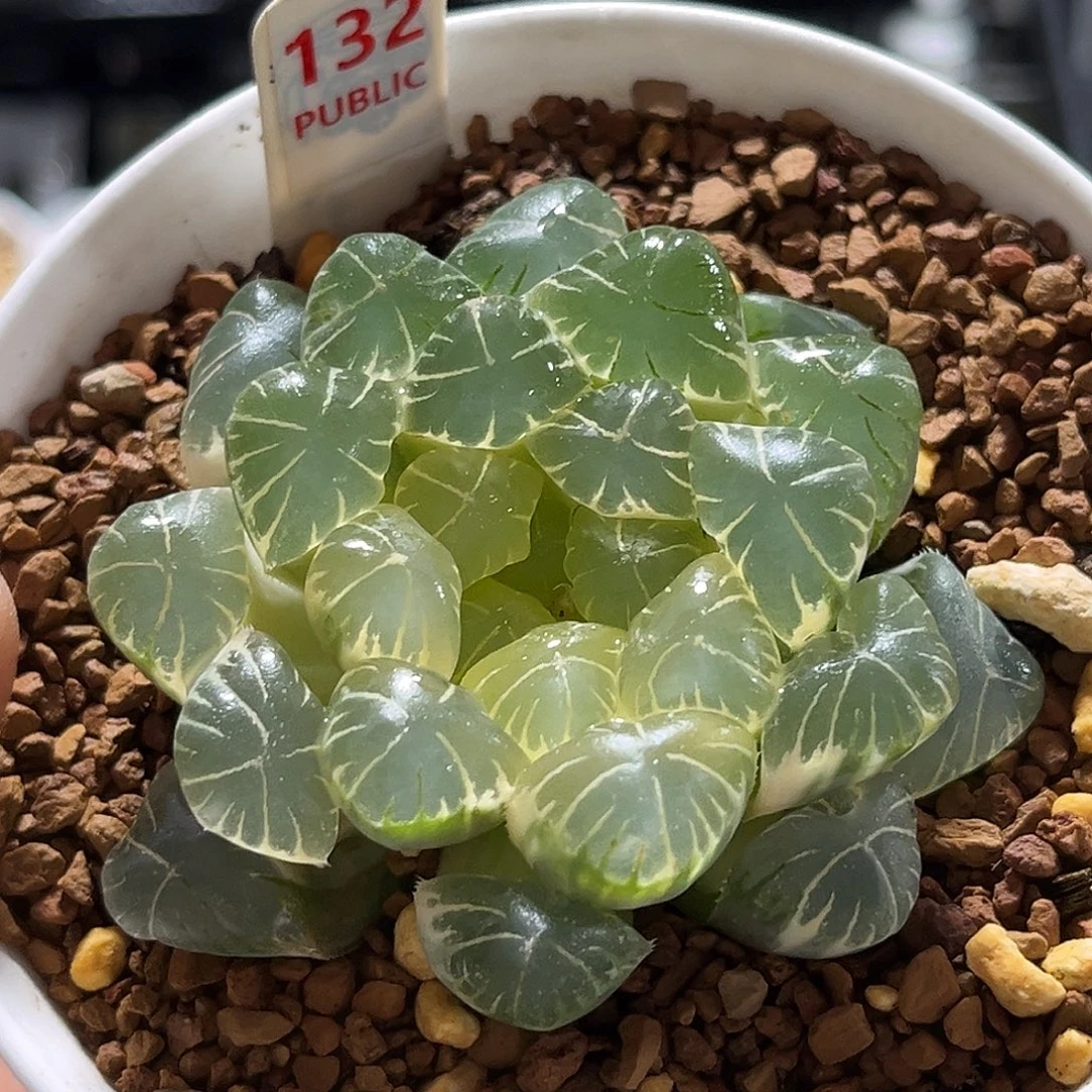 132糊斑湖水玉露锦福利