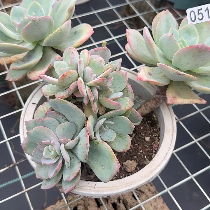 水**兮051小主头白凤脱土发货不退不换