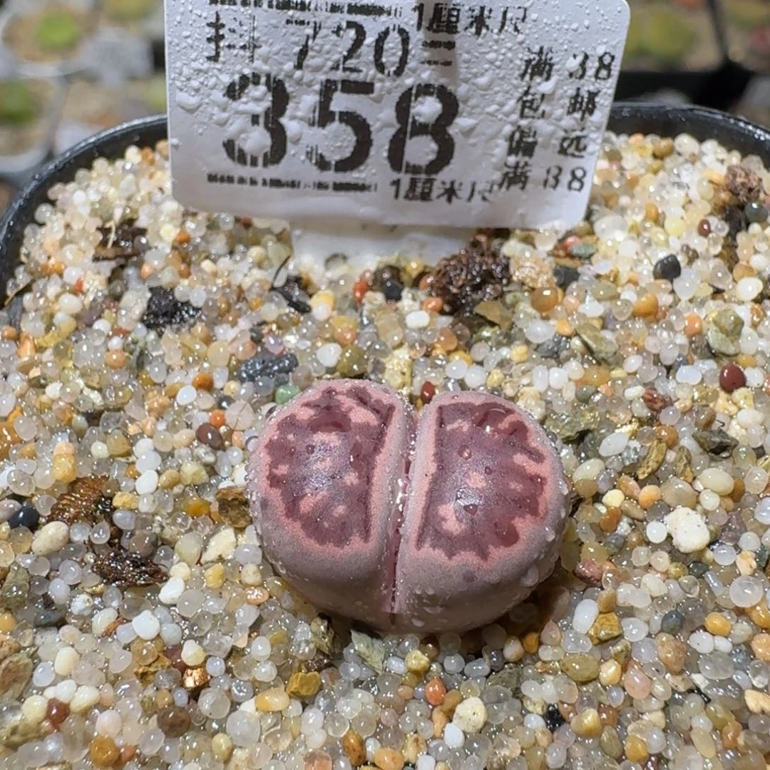 Sss清清清货了358